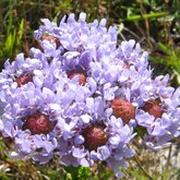 Pseudoselelago spuria